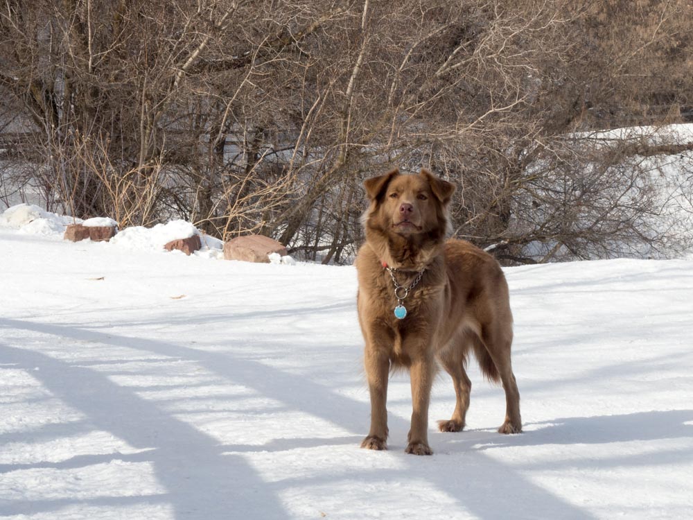 Cocoa Dog on a Hike