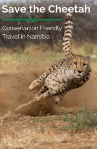 Cheetah conservation in Namibia is being driven by the great programs of Cheetah Conservation Fund Namibia, located by the Waterberg Plataeau