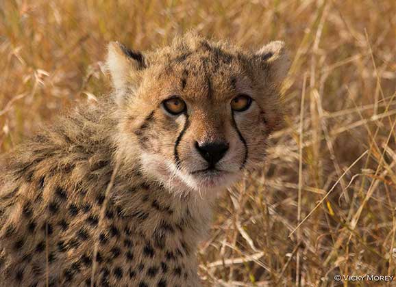 Cheetah Cub CCF