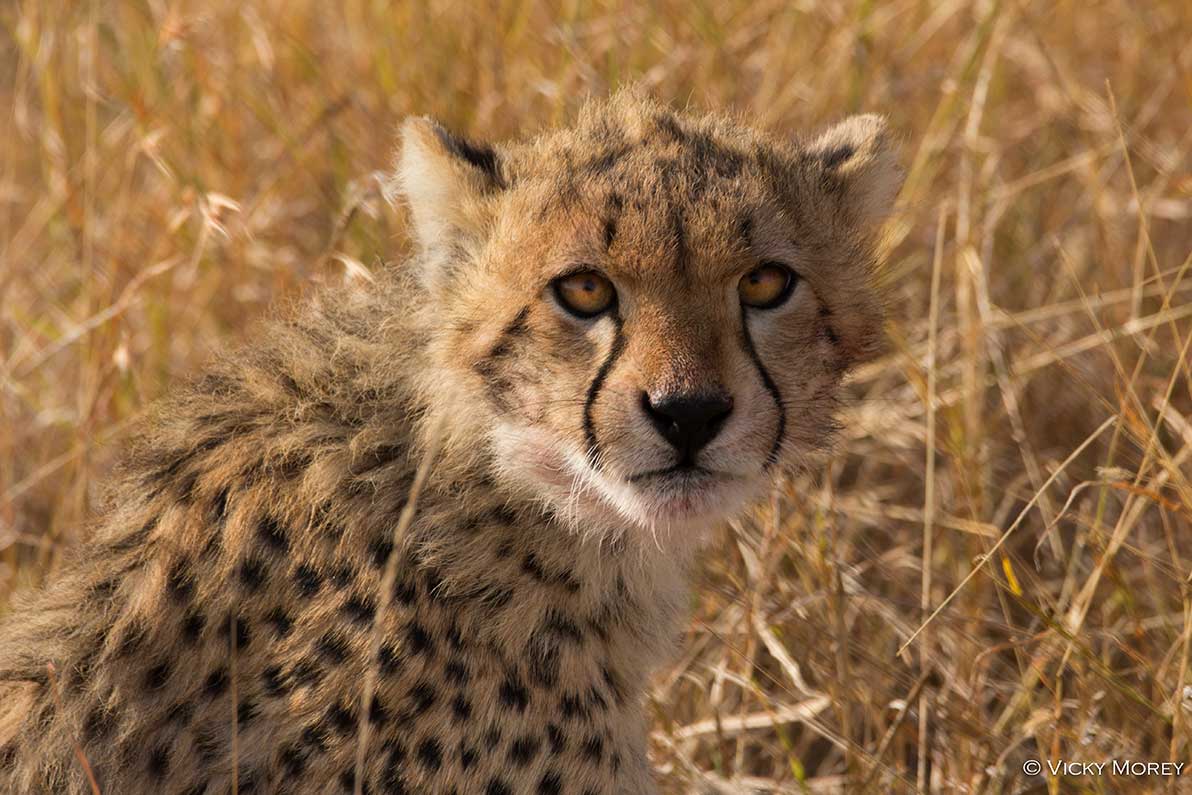 Cheetah Cub Cheetah Conservation