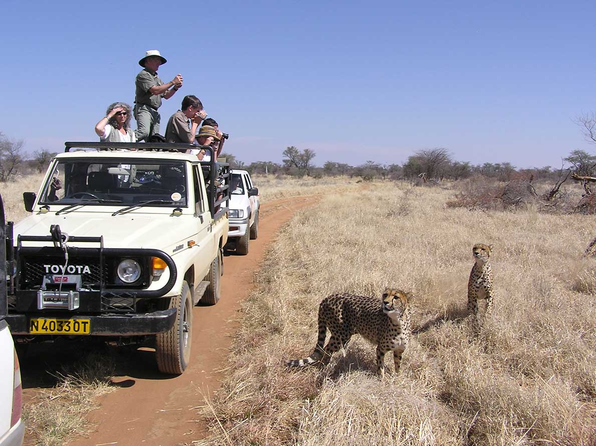Cheetah Game Drive- Waterberg Landscape