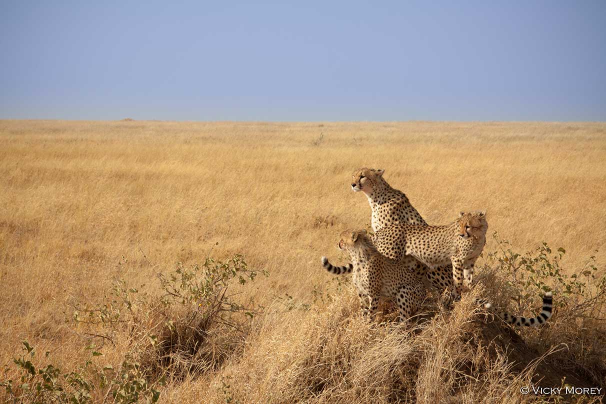 Cheetahs on the Waterberg Plateau. Cheetah Conservation Fund