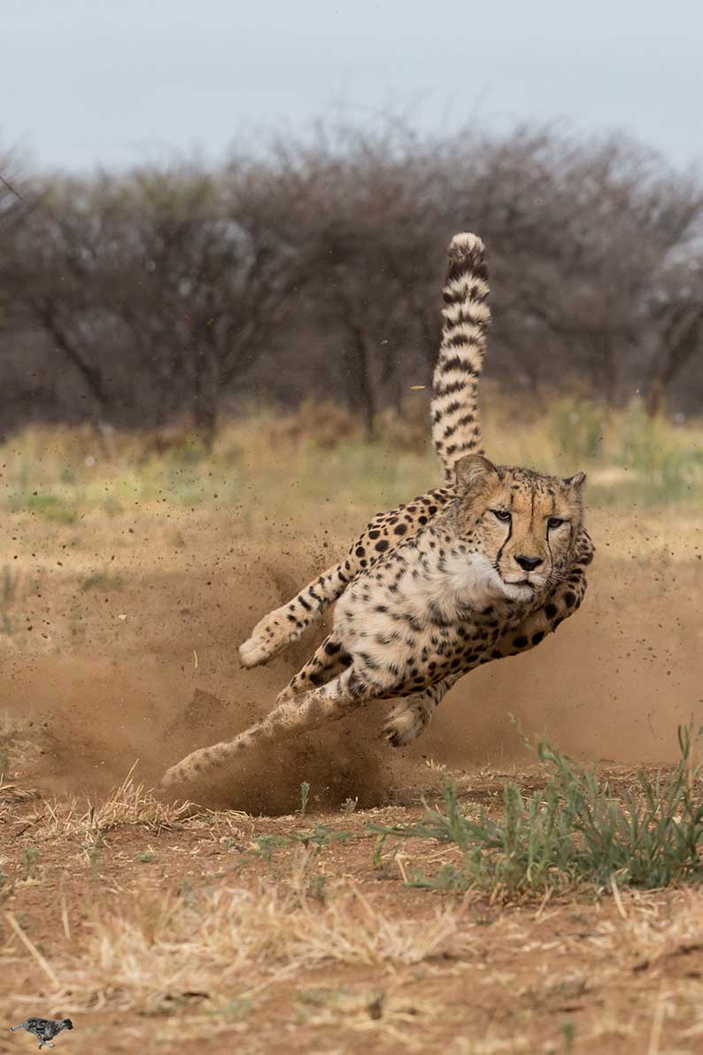 Cheetah at Speed Peter Scheufler/CCF