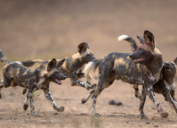 Hwange National Park and the Survival of the African Painted Dog African Painted Dog Pack Hwange