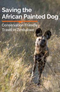 Travel to Hwange National Park in Zimbabwe and participate in the conservation of the endangered African Painted Dog