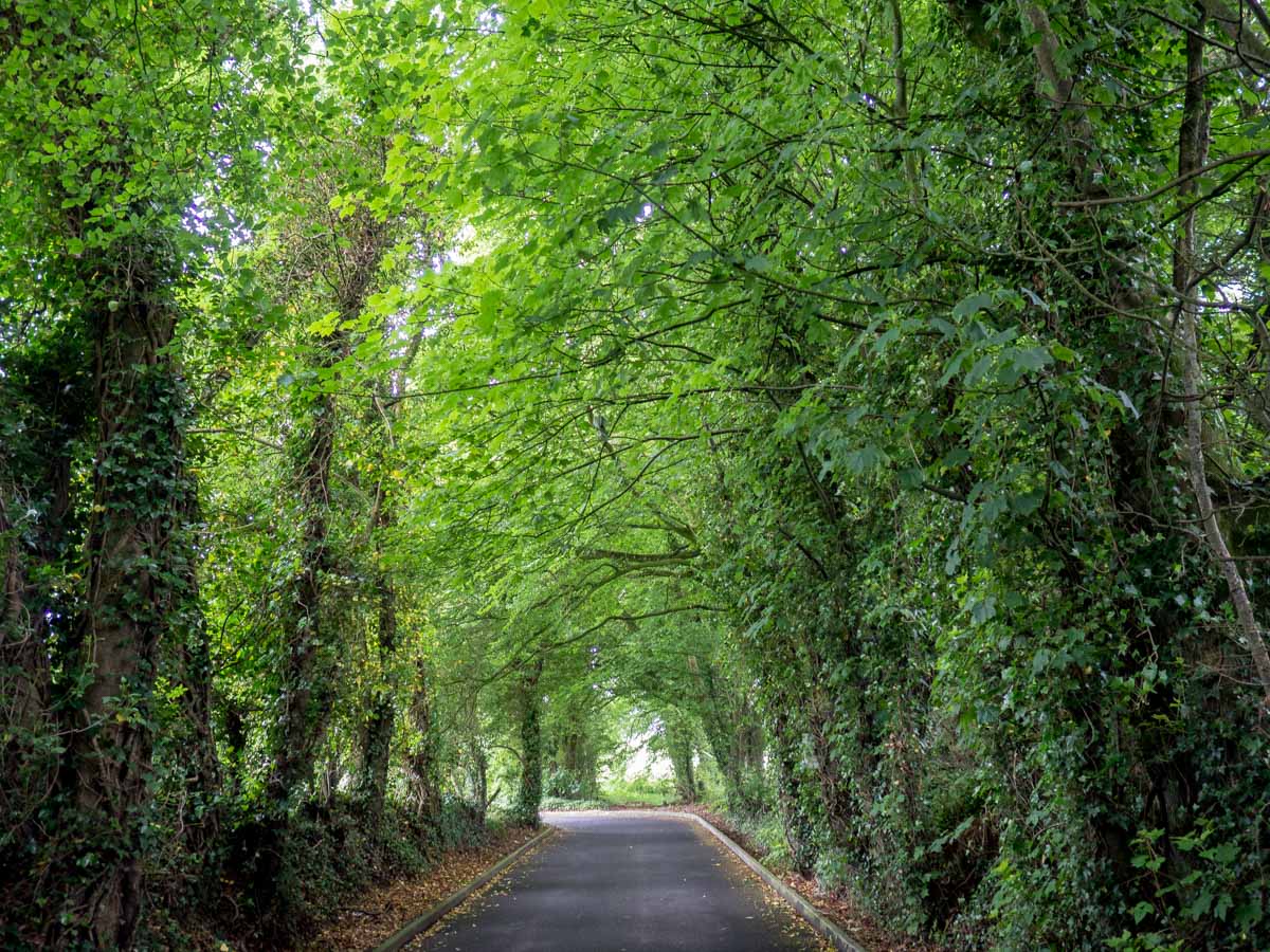 Dark Hedges via Belfast to Antrim Coast