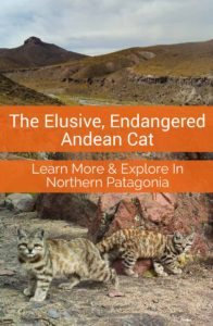 In the stark landscape of the Andes lives the little known, endangered Andean Cat. Learn more about the cat and it's remarkable habitat.
