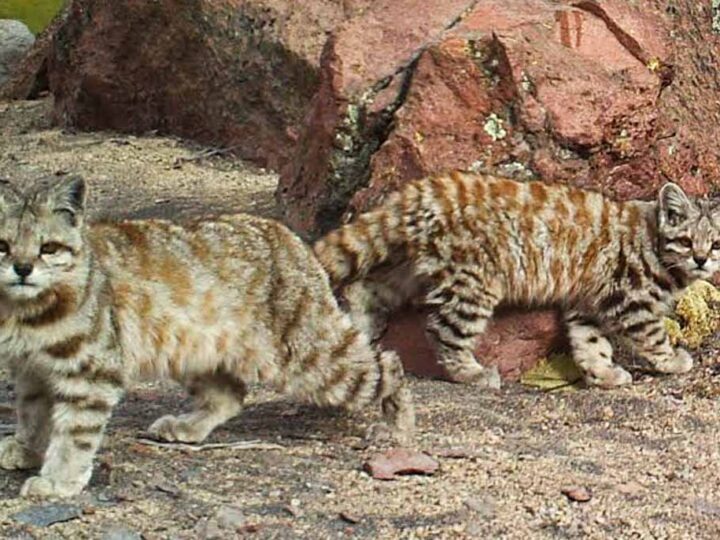 Andean Cat and Kitten
