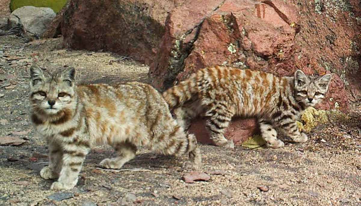 Andean Cat and Kitten