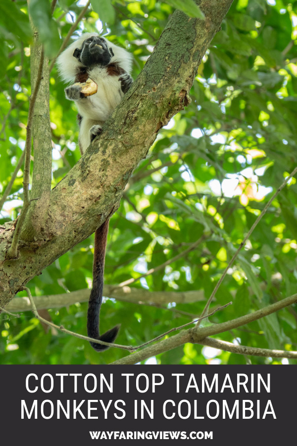 Cotton-Top Tamarin Conservation