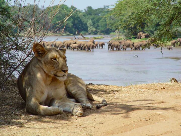Ewaso Lion Central Kenya