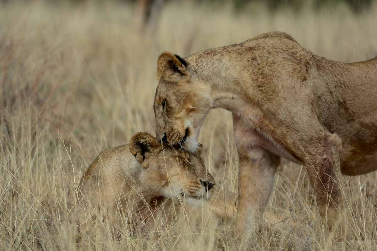 Kenya Lions nuzzling in the Samburu