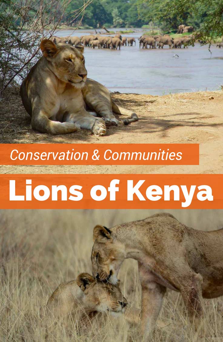 The threatened population of Kenya Lions in the Samburu get community conservation support from the Ewaso Lions project. Choose Kenya safaris that visit the Samburu area that support conservation