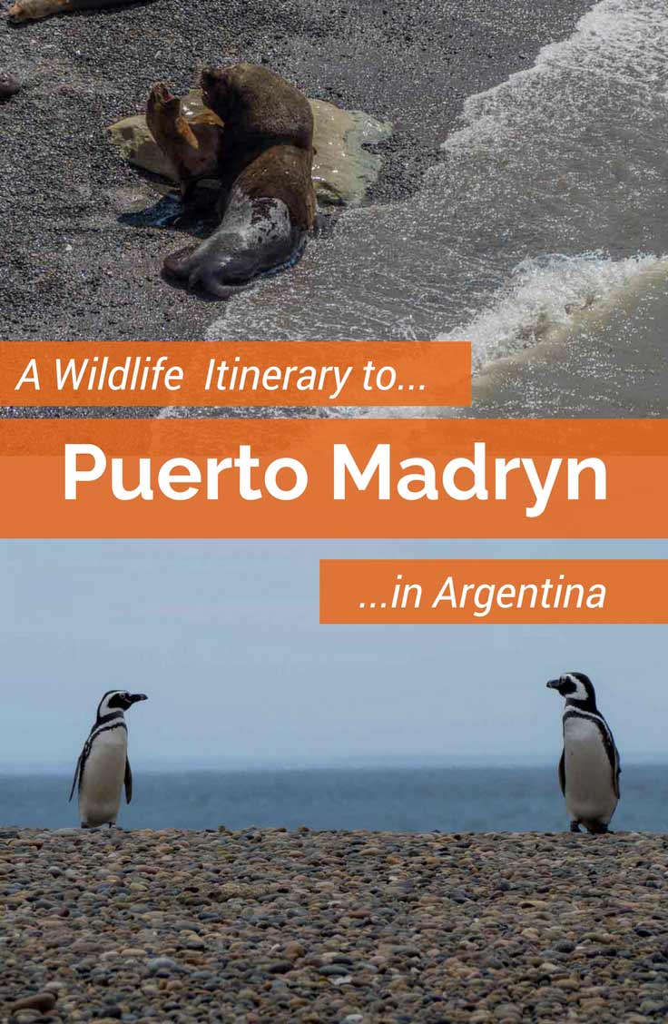 This independent itinerary for a Puerto Madryn tour in Argentina will show you an astonishing variety of marine wildlife