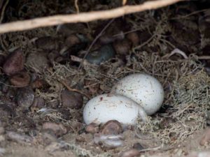 Magellanic Penguin Eggs
