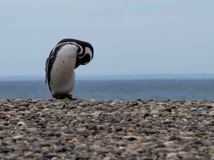 Punta Tombo Penguins Argentina