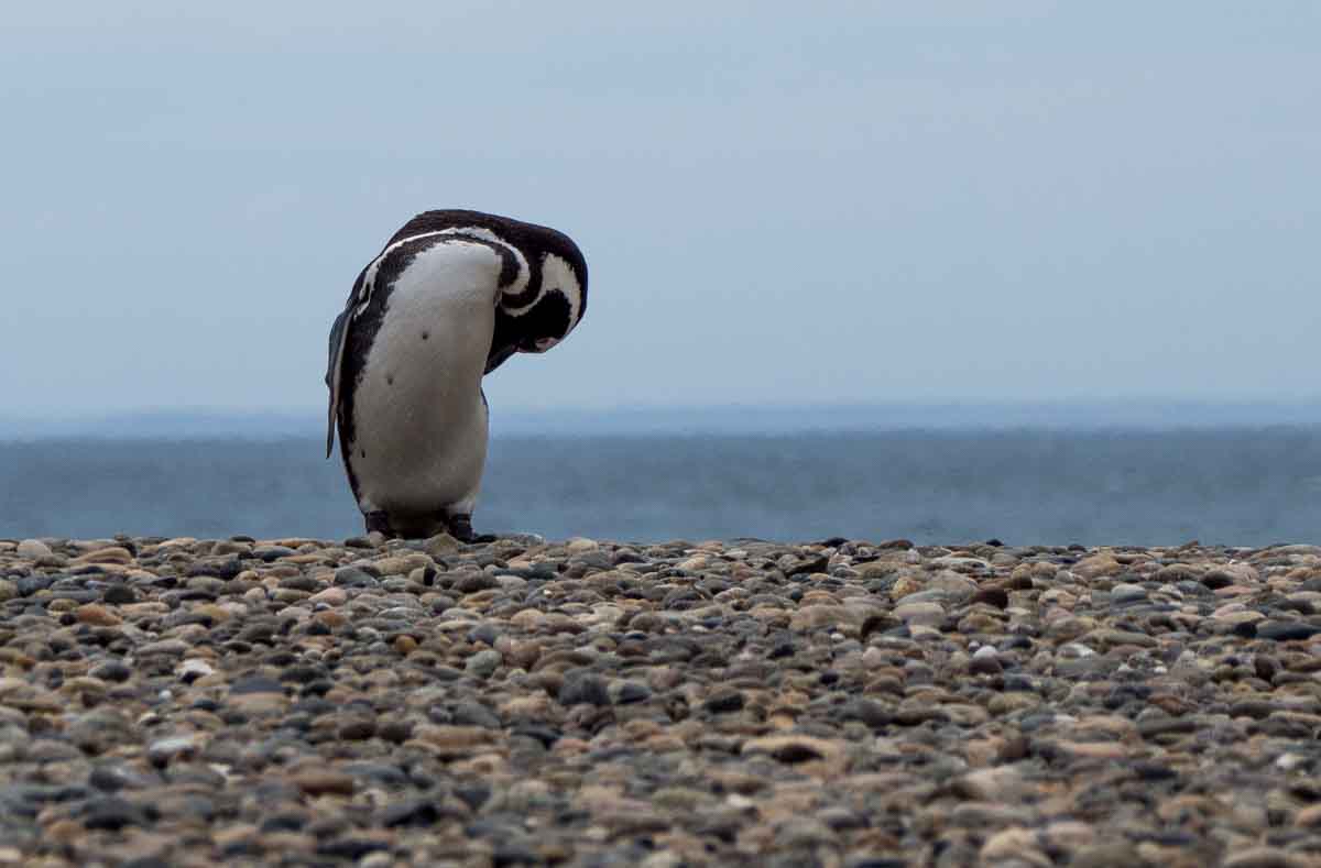Conservation Success Stories for the Punta Tombo Penguins Punta Tombo Penguins Argentina
