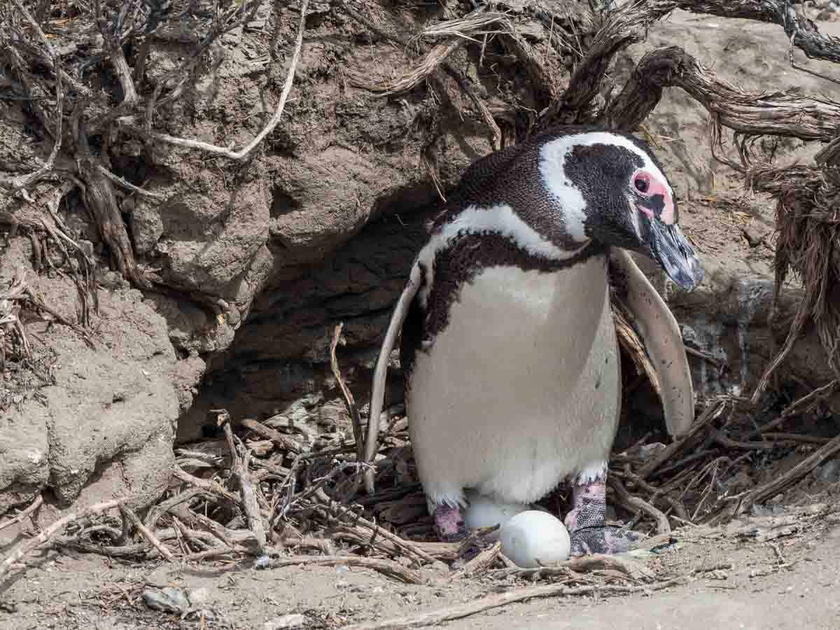 Magellanic Penguin Nest