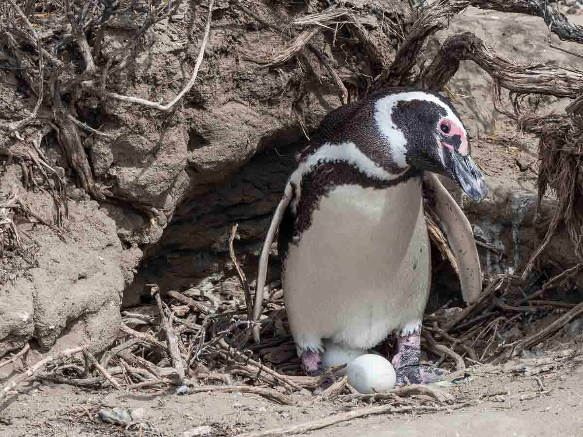 Magellanic Penguin Nest