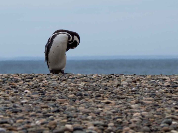 Magellanic Penguins of Argentina