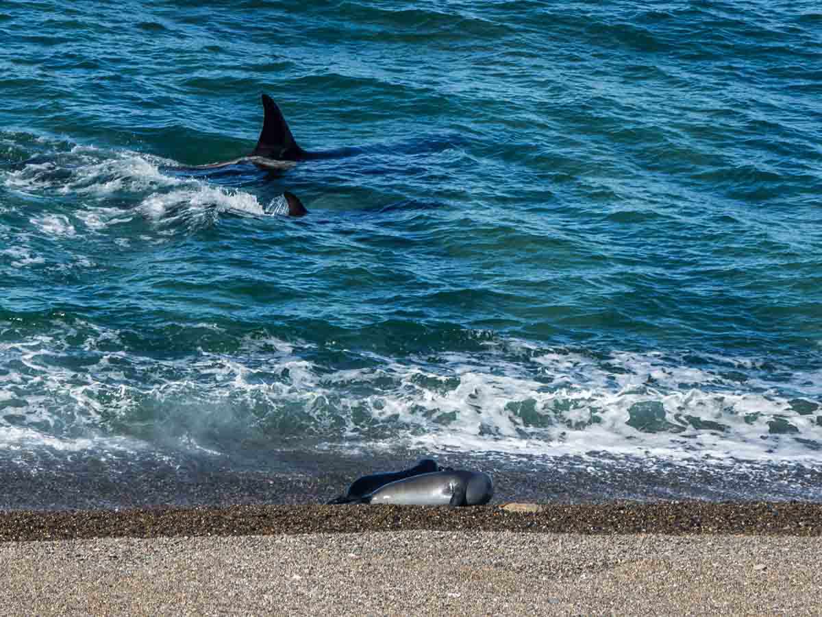 Peninsula Valdes Orca whales hunting