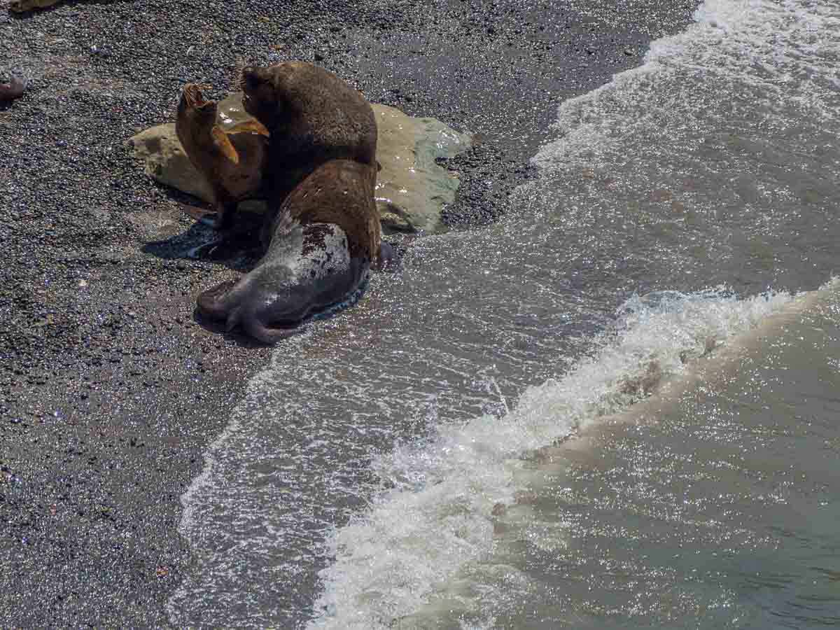 Puerto Madryn Tour Sea Lions