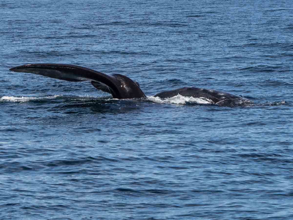 Southern Right Whale Puerto Madryn tour Argentina