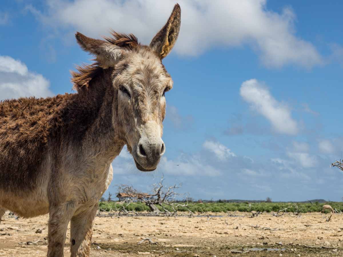 Bonaire Donkey Sanctuary