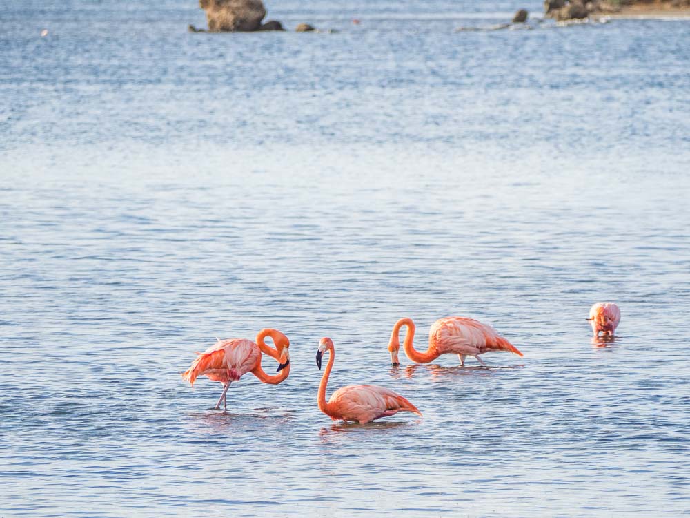 Flamingos in Bonaire