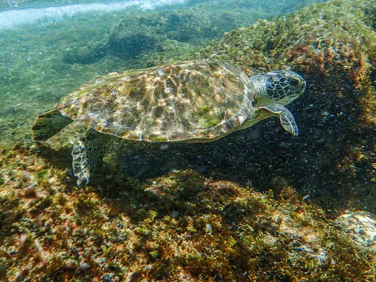 Snorkeling in Bonaire Green Turtle