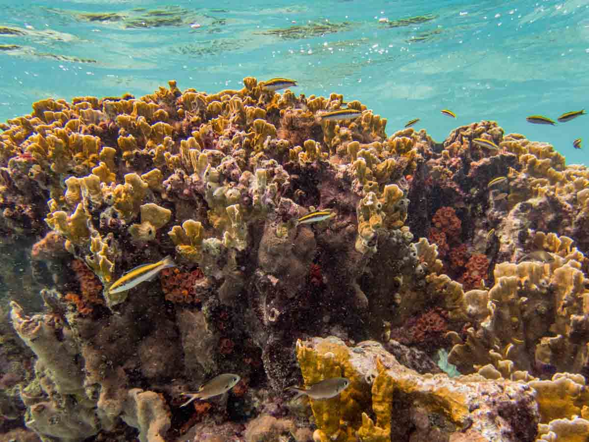 Bonaire Snorkeling Reef