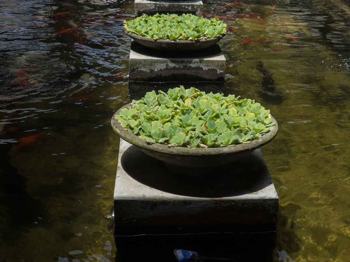 Mosvold Villa Hotel Sri Lanka koi pond