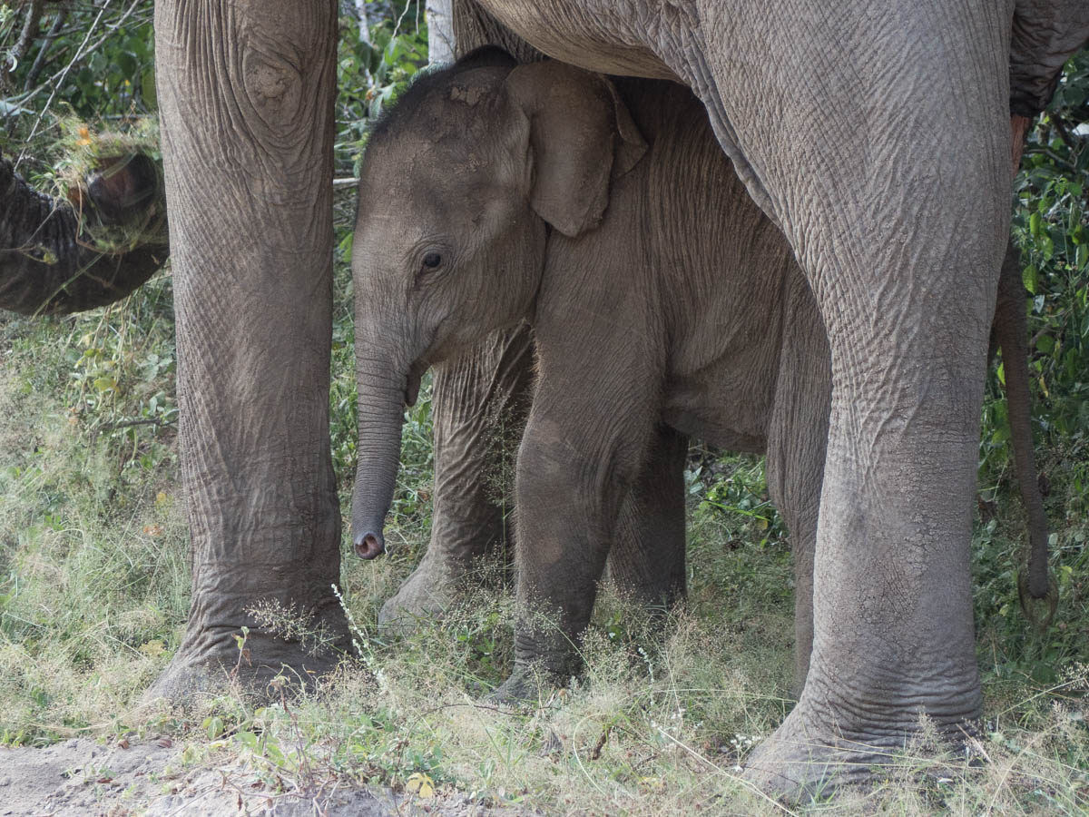 Baby elephant in Yala national park