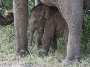 Baby elephant in Yala national park