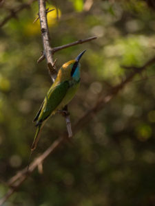 Bee eater bird Yala National Park