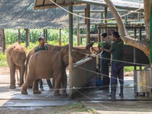 Elephant transit center Sri Lanka wildlife rehabilitation