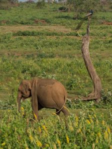 Elephant with peacock in Sri Lanka