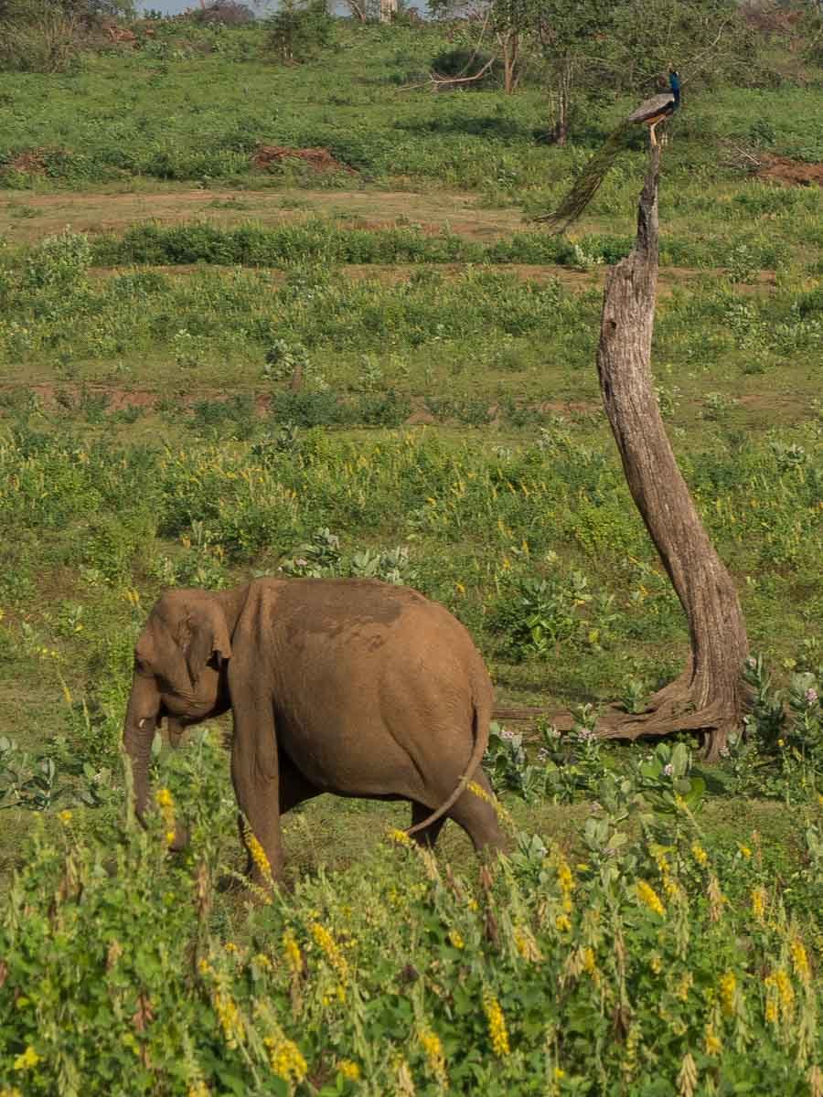 Elephant with peacock in Sri Lanka