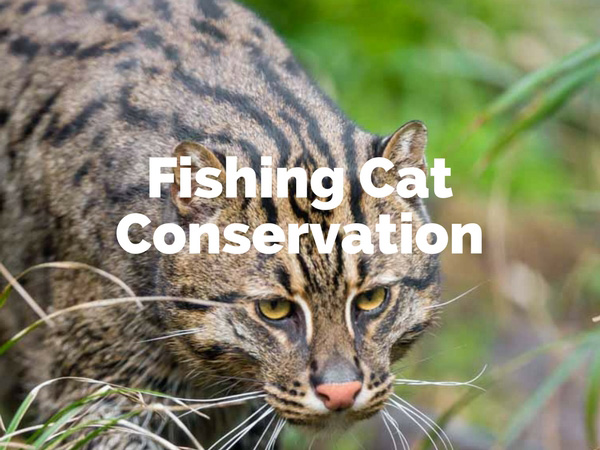Fishing Cat Conservation Sri Lanka