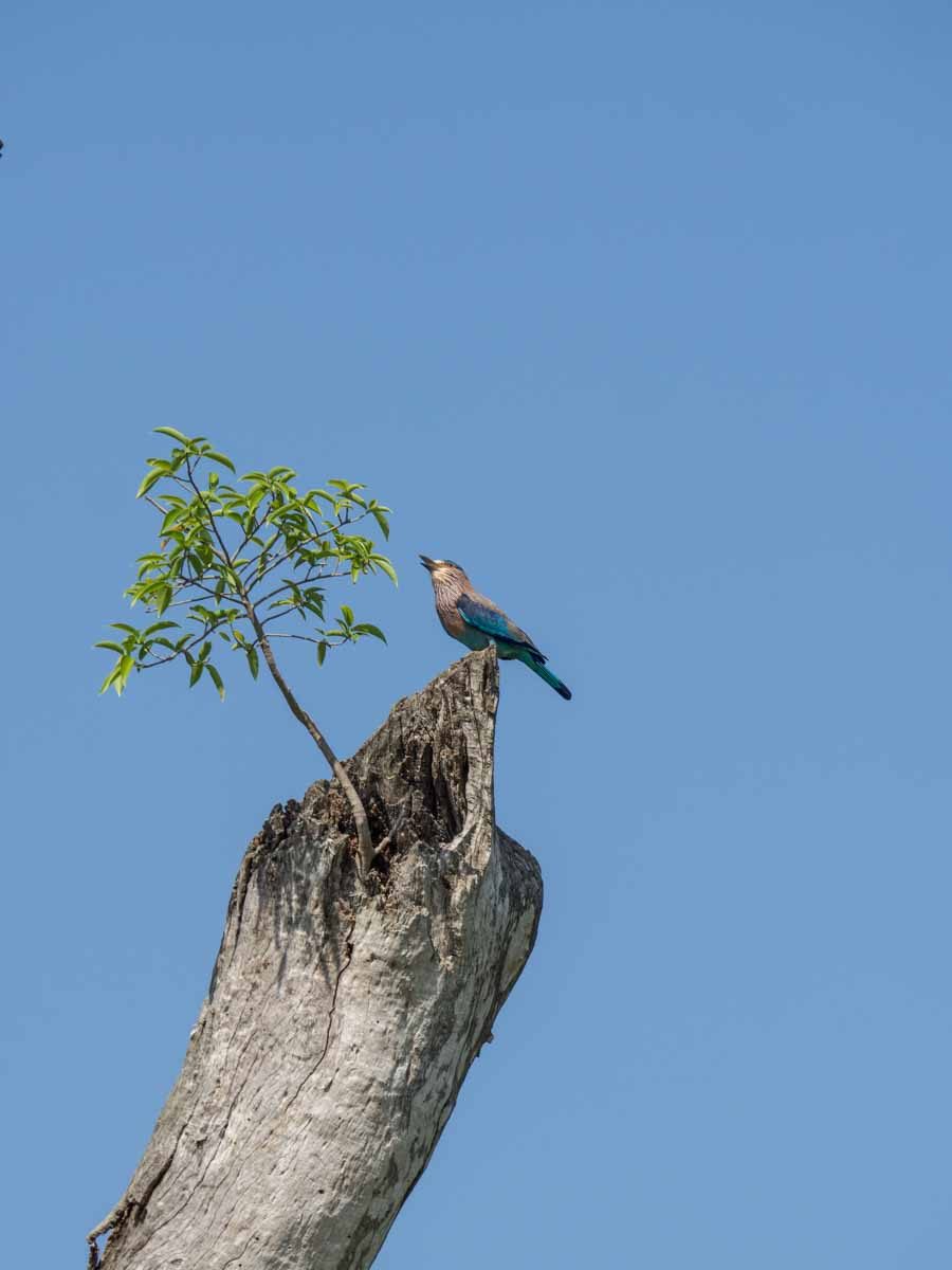 Indian Blue Roller Bird in Kaudulla National Park