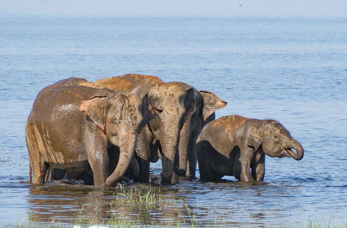 Sri Lankan wildlife elephants