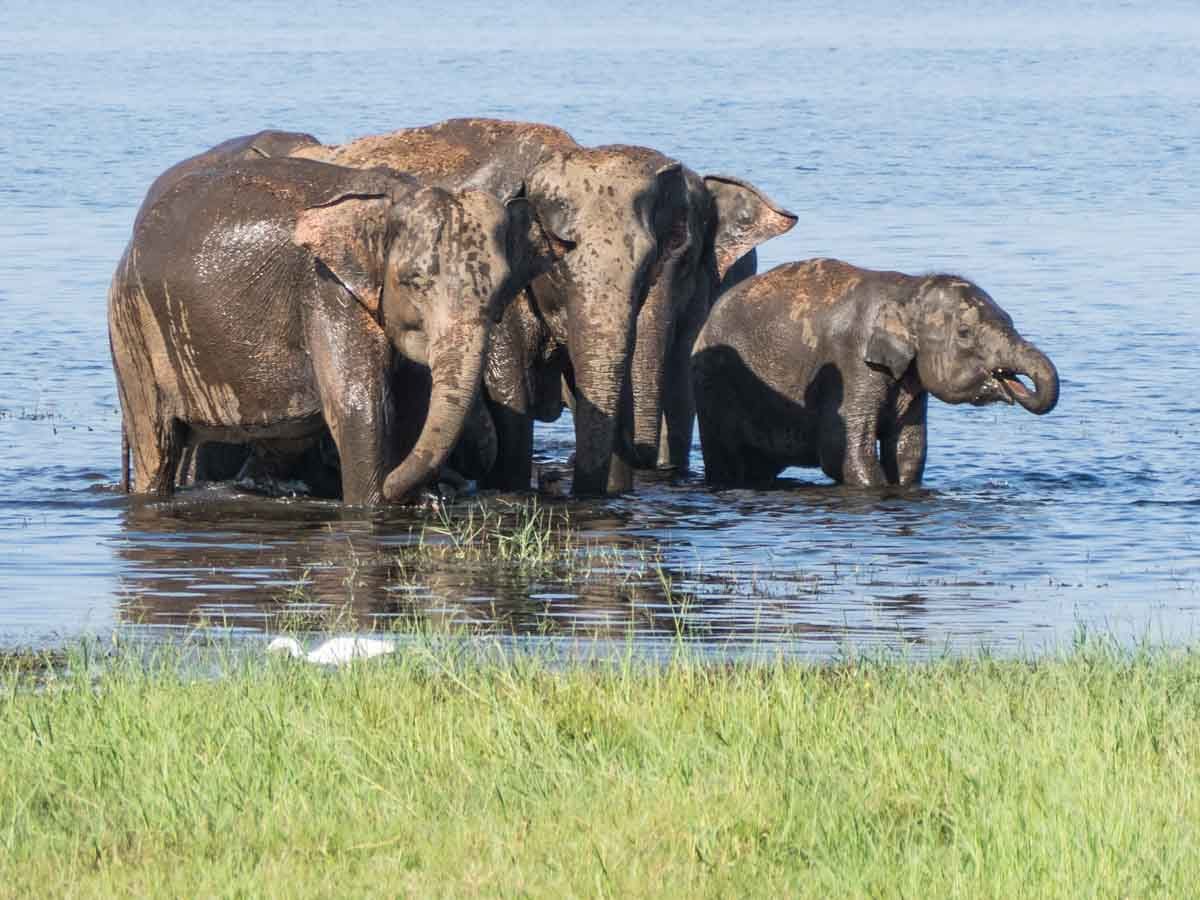 Wildlife in Sri Lanka Kaudulla elephants