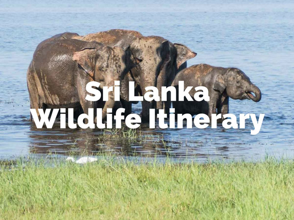 Travel to Sri Lanka- Wildlife Itinerary
