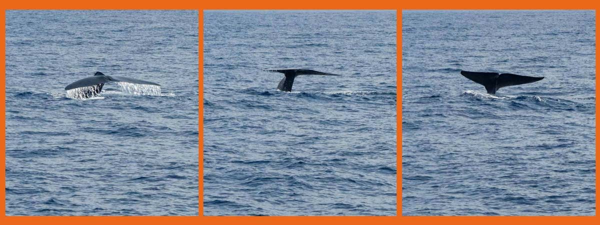Sperm Whales Marissa Sri Lanka