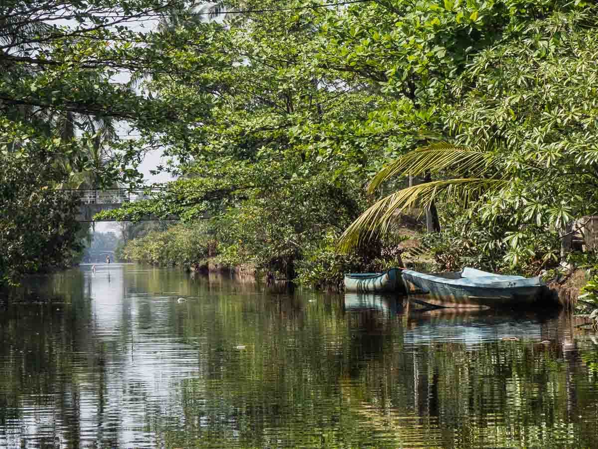 Muthurajawela Reserve Negombo Lagoon Sri Lanka