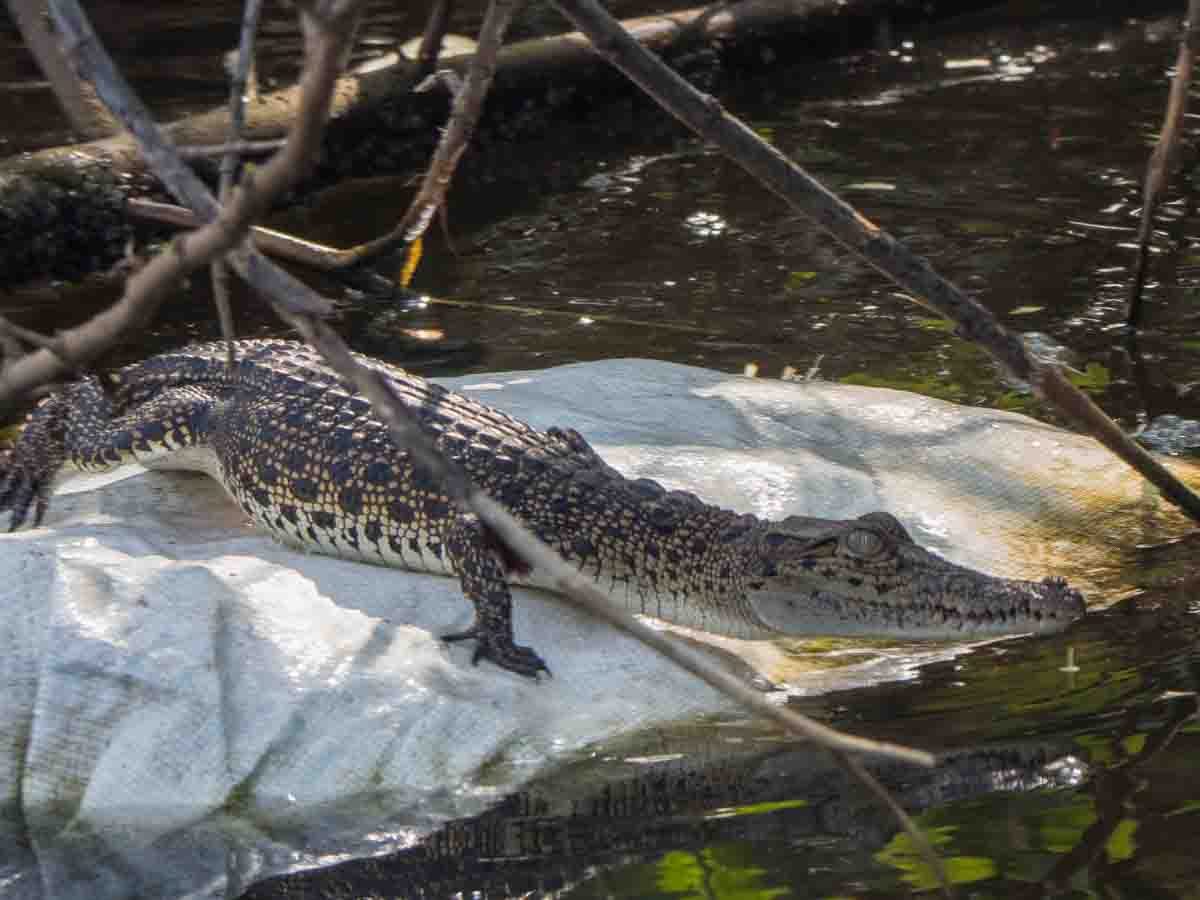Muthurajawela reserve crocodile