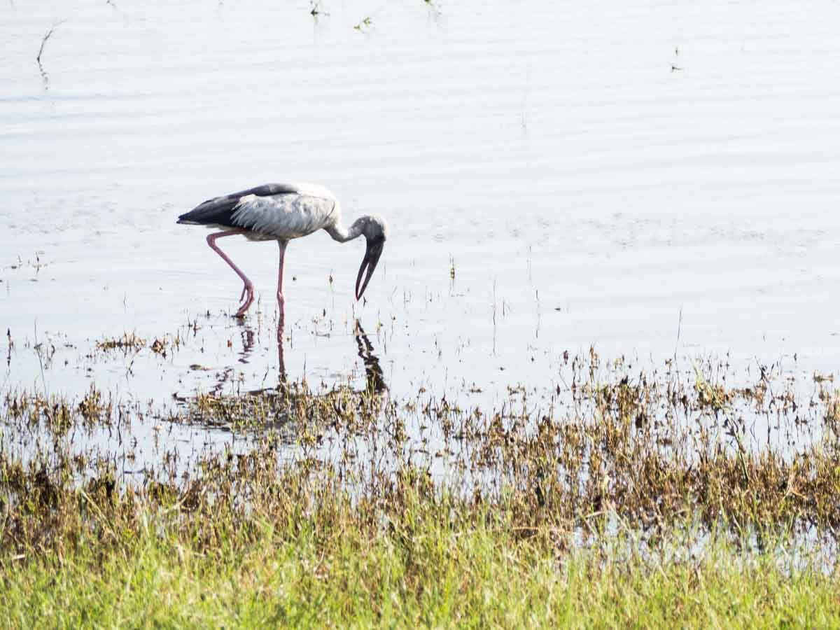 Open bill stork in Sri Lanka