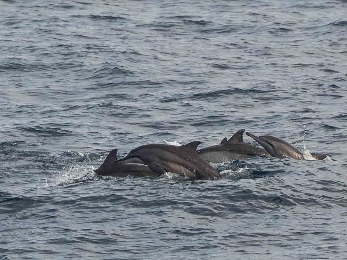 Spinner Dolphins Marissa Sri Lanka