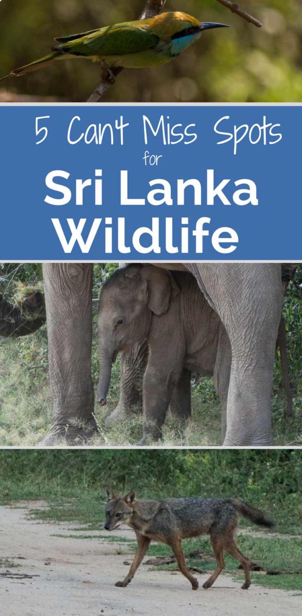 Sri Lanka Wildlife 5 places to visit