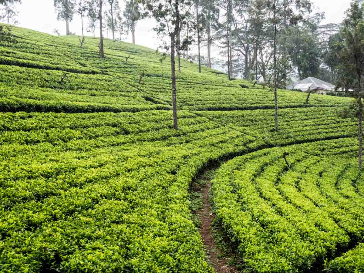 Sri Lanka travel guide tea country